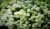 Hortensja Bukietowa GRANDIFLORA p9