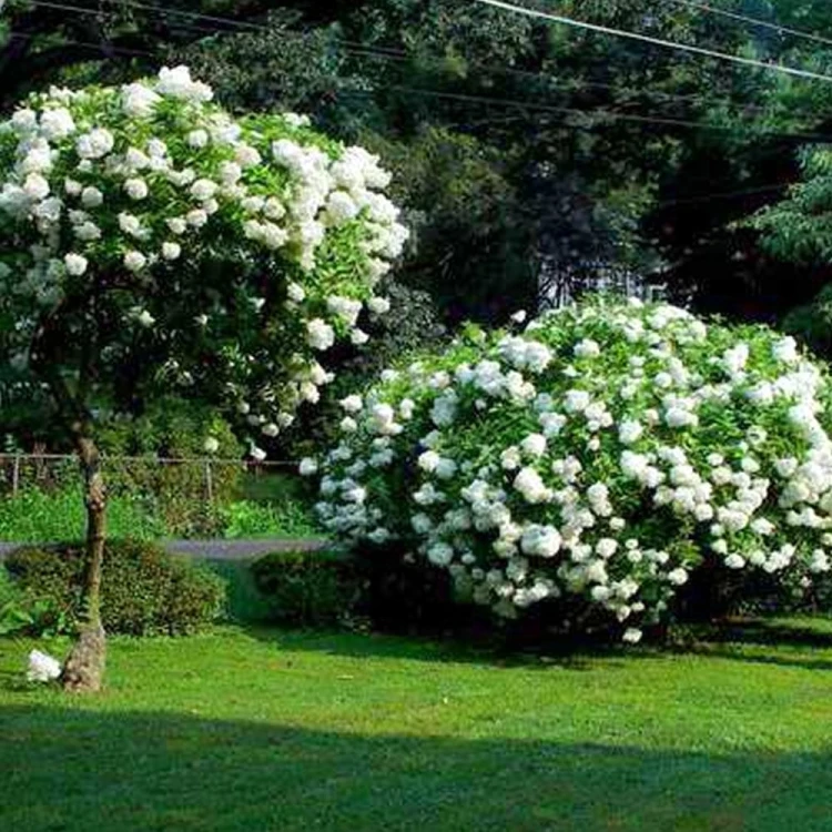 Hortensja Bukietowa GRANDIFLORA p9