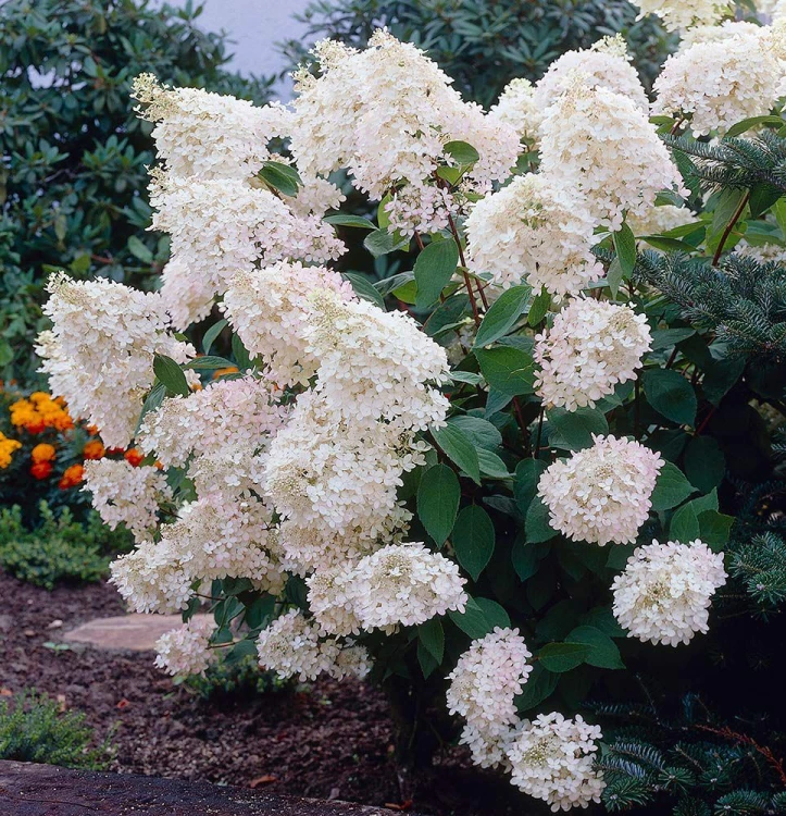 Hortensja Bukietowa GRANDIFLORA p9