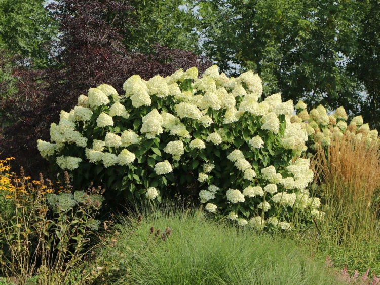 Hortensja Bukietowa GRANDIFLORA p9