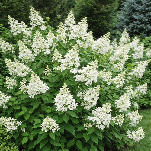 Hortensja Bukietowa TARDIVA P9