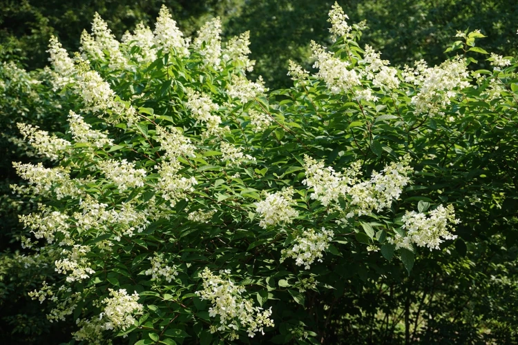 Hortensja Bukietowa TARDIVA P9