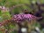 Budleja Dawida Fascinating p9