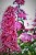Budleja Dawida Pink Delight  P9