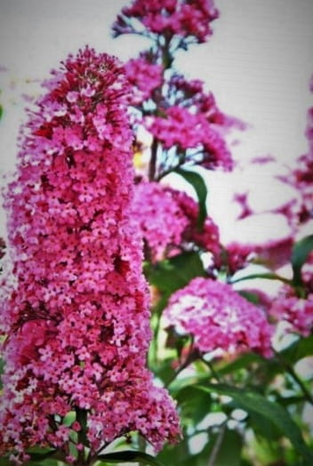 Budleja Dawida Pink Delight  P9