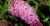 Budleja Dawida Pink Delight  P9