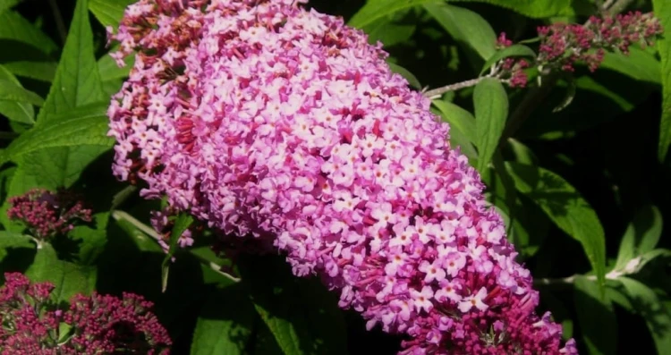 Budleja Dawida Pink Delight  P9
