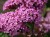 Budleja Dawida Pink Delight  P9