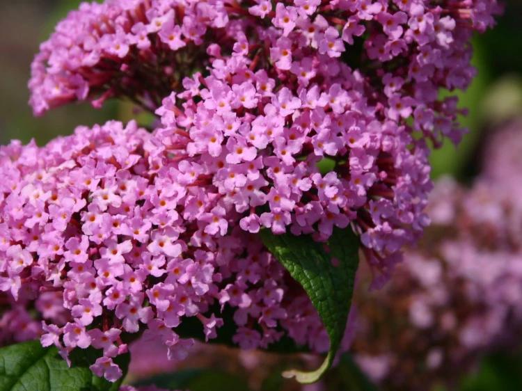 Budleja Dawida Pink Delight  P9