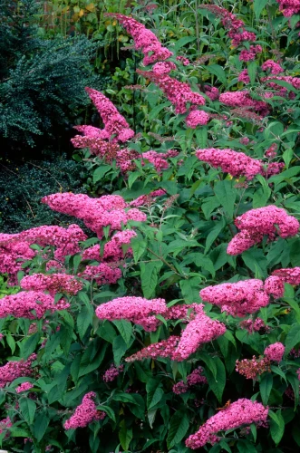 Budleja Dawida Pink Delight  P9