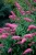 Budleja Dawida Pink Delight  P9