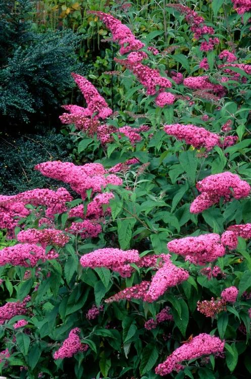 Budleja Dawida Pink Delight  P9