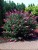 Budleja Dawida Pink Delight  P9
