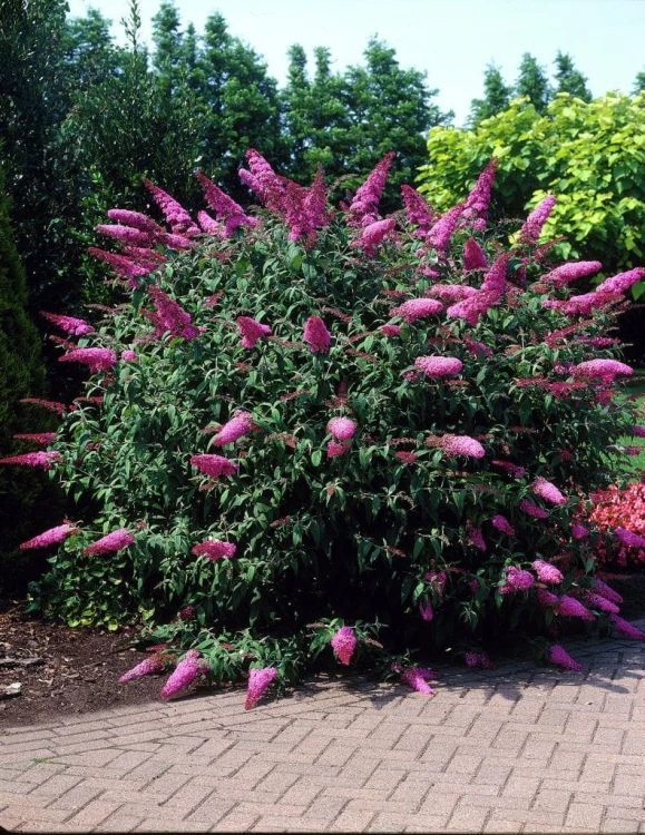 Budleja Dawida Pink Delight  P9