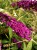 Budleja Dawida Royal Red P9