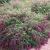 Budleja Dawida Royal Red P9