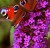 Budleja Dawida Royal Red P9
