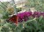 Budleja Dawida Royal Red P9