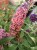Budleja Dawida FLOWER POWER  P9
