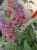 Budleja Dawida FLOWER POWER  P9