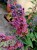 Budleja Dawida FLOWER POWER  P9