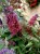 Budleja Dawida FLOWER POWER  P9