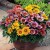 Gazania Zany F1 PINK p9