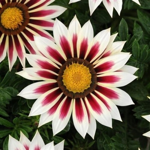 Gazania Big Kiss WHITE FLAME p9