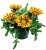 Gazania Big Kiss YELLOW FLAME p9
