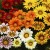 Gazania Big Kiss YELLOW FLAME p9