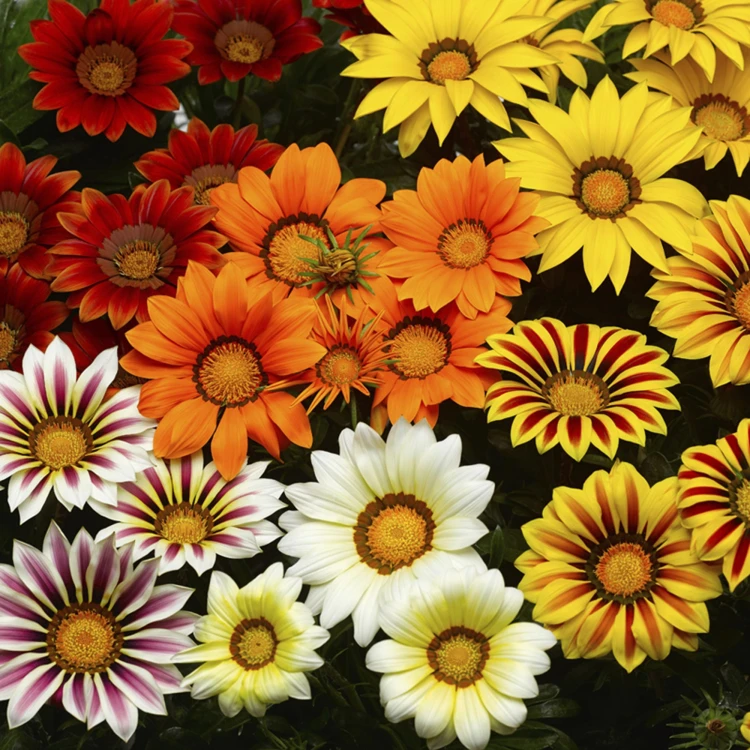 Gazania Big Kiss YELLOW FLAME p9