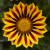 Gazania Big Kiss YELLOW FLAME p9