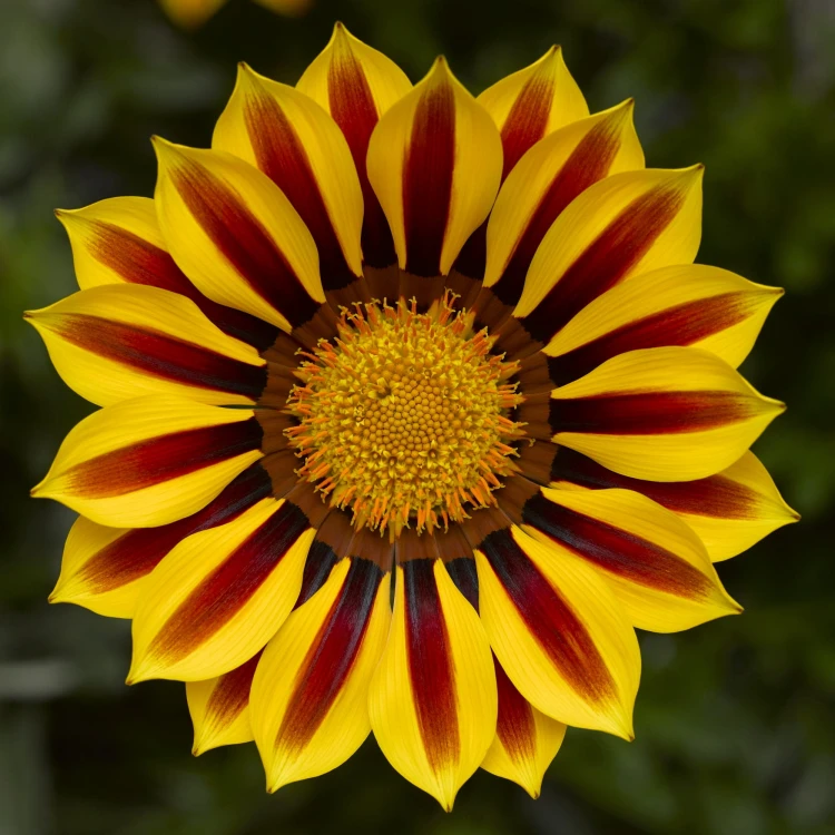 Gazania Big Kiss YELLOW FLAME p9
