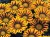 Gazania Big Kiss YELLOW FLAME p9