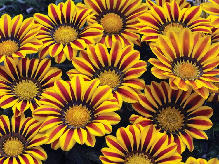 Gazania Big Kiss YELLOW FLAME p9