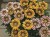 Gazania Big Kiss YELLOW FLAME p9