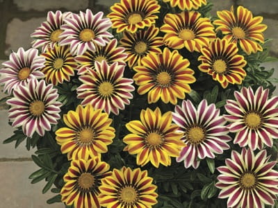 Gazania Big Kiss YELLOW FLAME p9