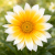 Gazania Zany SUNNY-SIDE ŻÓŁTA