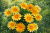 Gazania Zany SUNNY-SIDE ŻÓŁTA