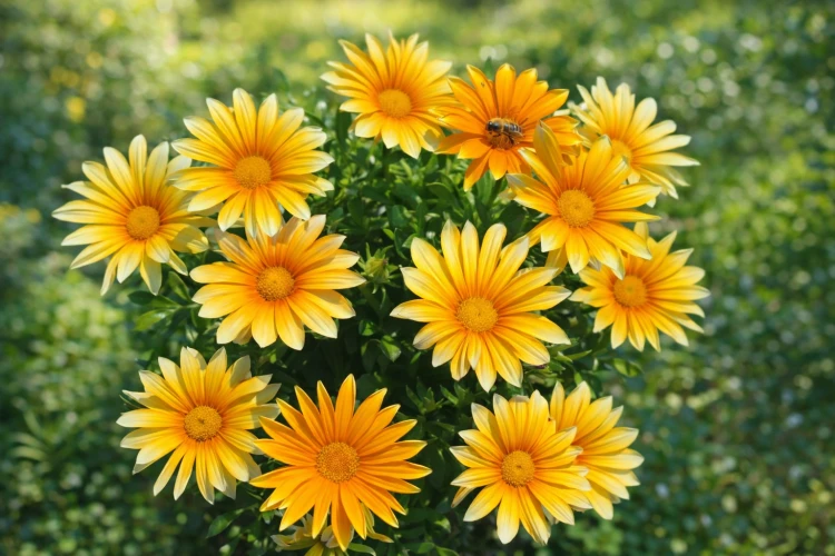 Gazania Zany SUNNY-SIDE ŻÓŁTA