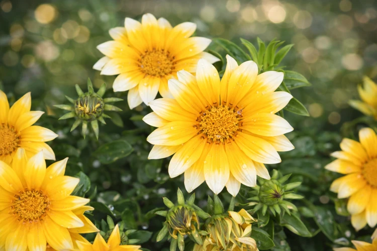 Gazania Zany SUNNY-SIDE ŻÓŁTA