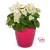 Begonia semperflorens Super Cool WHITE
