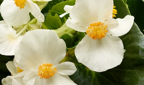 Begonia semperflorens Super Cool WHITE