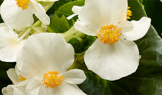 Begonia semperflorens Super Cool WHITE