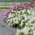 Begonia semperflorens Super Cool WHITE