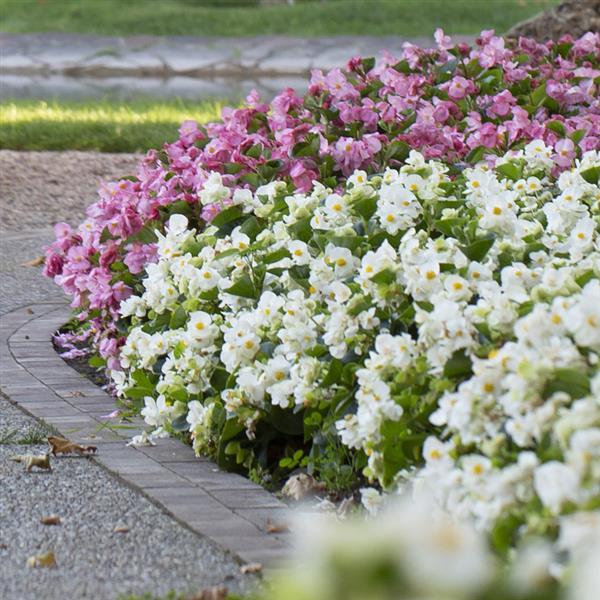 Begonia semperflorens Super Cool WHITE
