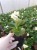 Begonia semperflorens Super Cool WHITE