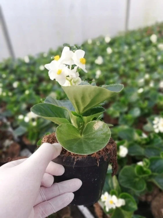 Begonia semperflorens Super Cool WHITE