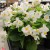 Begonia semperflorens Super Cool WHITE