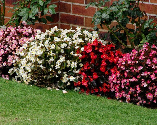 Begonia semperflorens Super Cool RED
